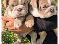 Üst Düzey Şecereli İngiliz Bulldog Yavrular