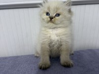 BRİTİSH LONGHAİR (SHOW KALİTE)