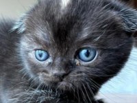 Siyah Scottish Fold Minnaklar