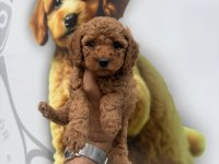 TOY POODLE YAVRULARIMIZ