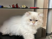 8 aylık 1 dişi ve 1 erkek British Longhair