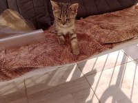 British shorthair yavrularım