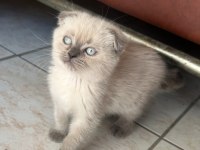 2 aylık scottish fold erkek Muğla merkez ve çevresi