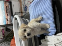 50 günlük maltese Terrier