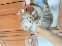 scottish kedi