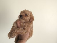 Maltipoo Yavrular