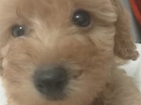Toy poodle yavrumuz
