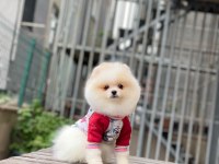 Güzellik harikası pomeranian bebekler