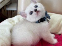 British Shorthair Erkek Yavrumuza Yuva Uyguna
