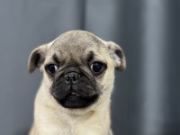 EN ÜST KALİTE PUG BEBEKLER