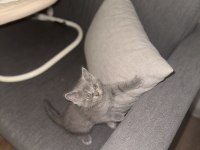 Tatlı british shorthair bebekler