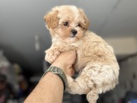 Show kalite kore maltipoo yavrularımız