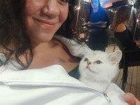 2 AYLIK SAFKAN BRITISH SHORTHAIR
