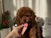 Kore poodle 3 aylık
