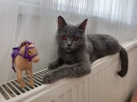 Ücretsiz British Shorthair Uysal Kedimiz