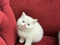 British Shorthair & Scottish Fold Yavrularımız