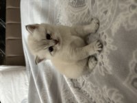 Safkan Ve İri Cins British Shorthair Anne Altından