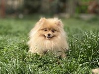 AÇIK RENK ÜST KALİTE GENÇ YETİŞKİN DİŞİ BOO POMERANİAN