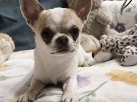 Chihuahua Saf Irk