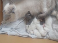 6 Adet Yavru Kedimiz Bulunmakta Uyguna Verilecektir