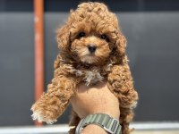 Petmode köpek çiftliğinde ziyarete açık kore maltipoo