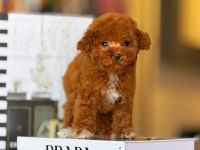 Tatlı Toy Poodle Bebeklerimiz