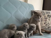 Scottish fold orjinal güzel bebekler