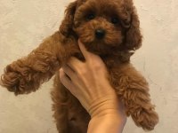 TOY POODLE YAVRULARI