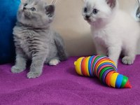 British blue point ve british gri yavrularım
