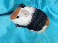 Ginepig yavrular