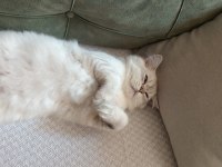 Oğluma yeni yuva arıyorum british longhair