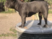 Dişi blue french Bulldog