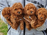 Toy Poodle Yavru Bebekler