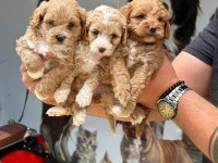 Kaliteli Sevimli Maltipoo Yavruları