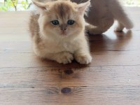 Şecereli British Longhair Yavrular Sahiplendirilecektir