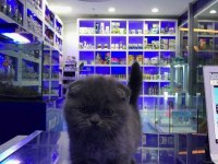 Scottish Fold Yavrularımız