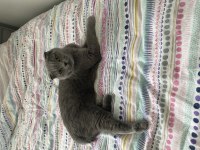 2 yaşında scottish fold