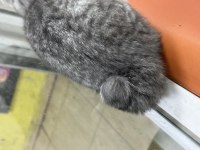 Ücretsiz sahiplendirme scottish fold
