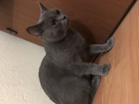 Çok uysal british shorthair