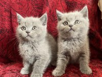 Yeni yuvalarına gitmeye hazır british shorthair bebekler