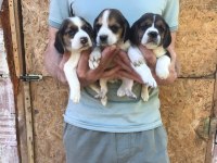 Beagle yavrular