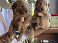 Safkan Dev Poodle Üst Düzey Soydan Özel Seri BURKEMDEN