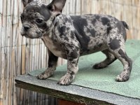 French bulldog yavrularımız sağlıklı ve özeldir