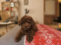 Tuvalet Eğitimli Toy Poodle Bebekler