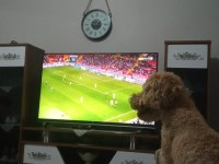 Tooy poodle erkek goffy