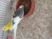 Yavrulu yumurtalı muhabbet kuşlar