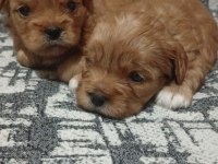 Rezerve açık yavrular kg cm garantili maltipoo