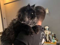 Saf kan şecereli siyah aslan maine coon yavruları