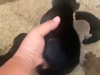 Doberman özel renk bebeklerimiz için acele edin