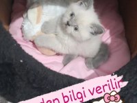 Blue point dışı teslime hazır kediler
